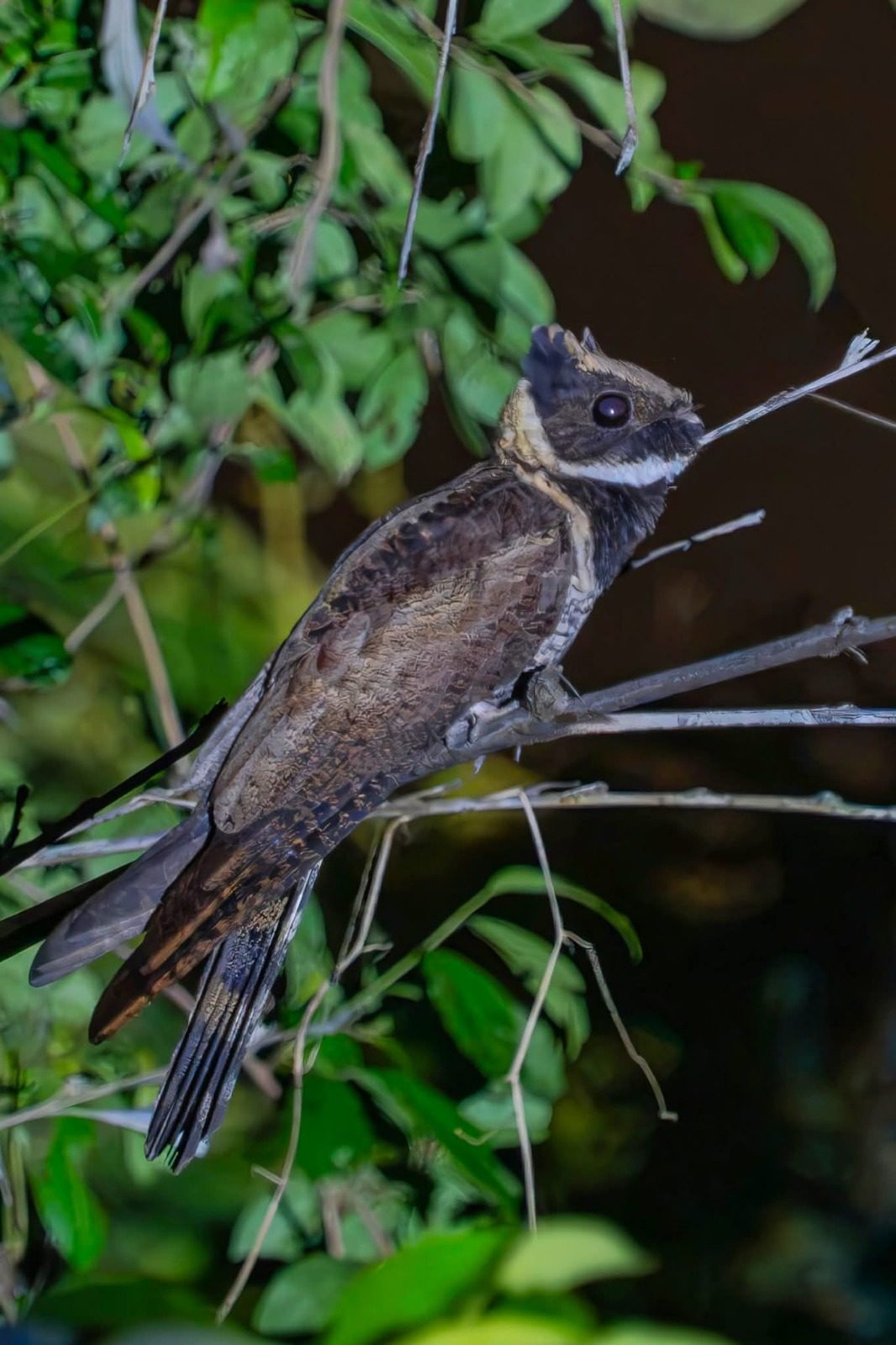 A passerine coming in to roost at dusk