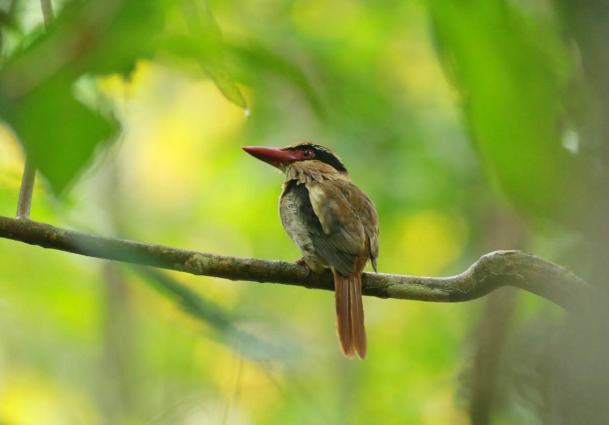 Kingfisher on a branch in the lowland forest