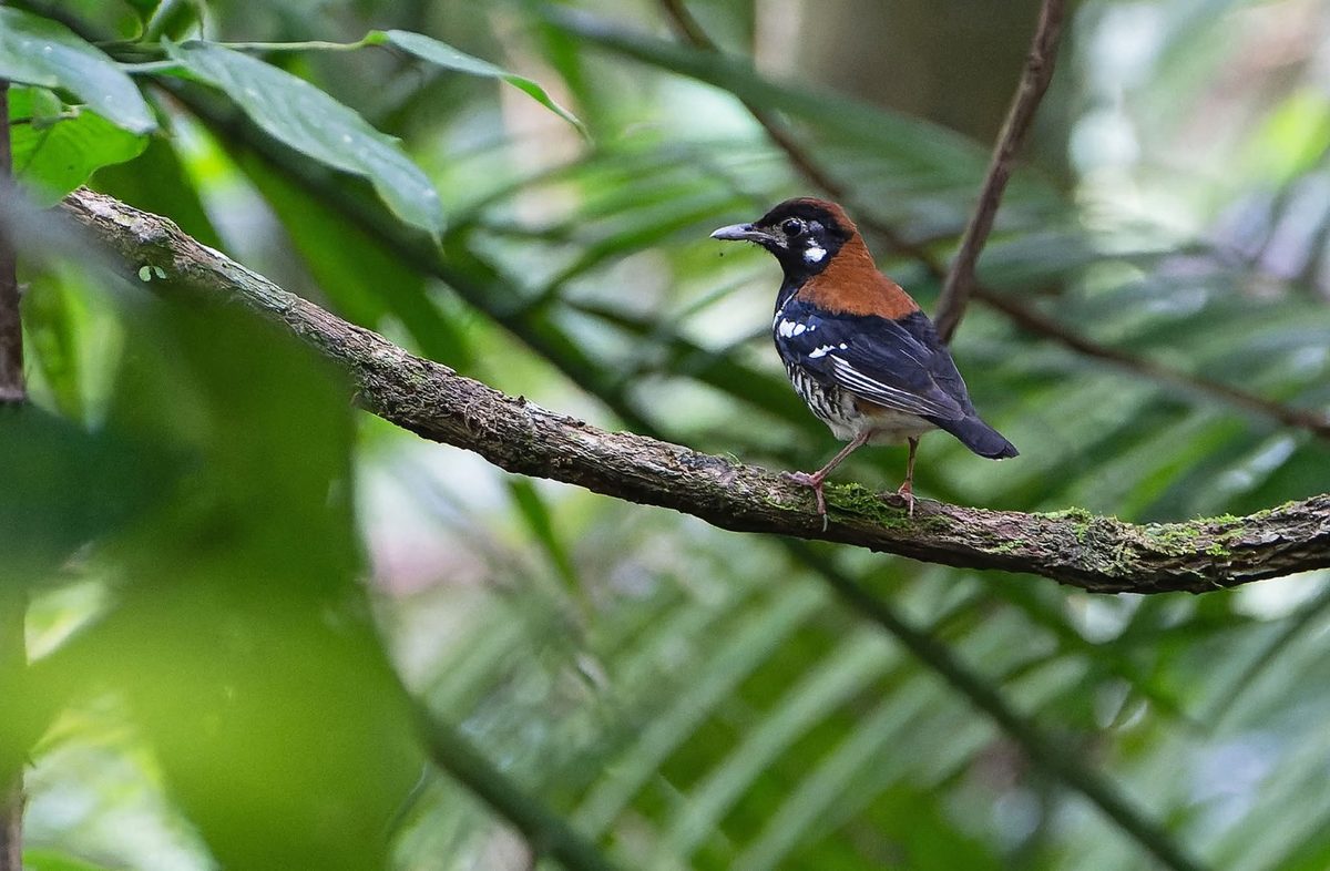 A pitta on a mossy branch in the Tangkoko forest