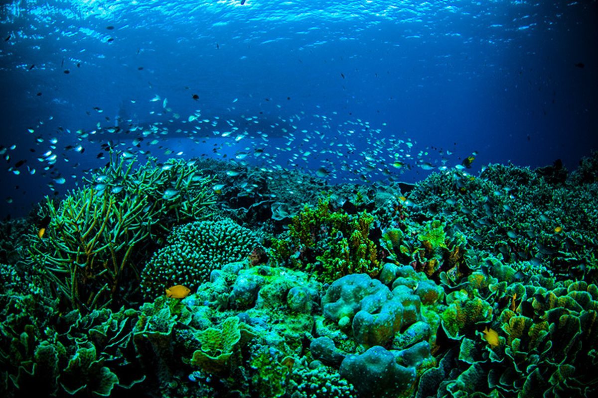 Coral garden, Bunaken National Park