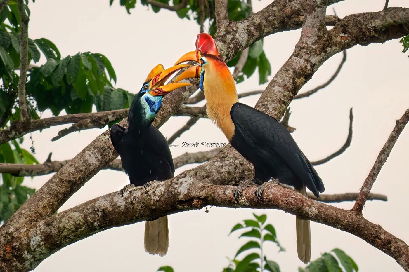 Knobbed hornbills in Tangkoko
