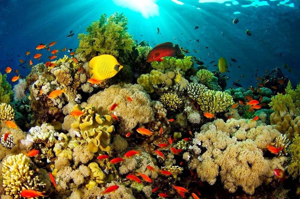 Reef fish among soft corals