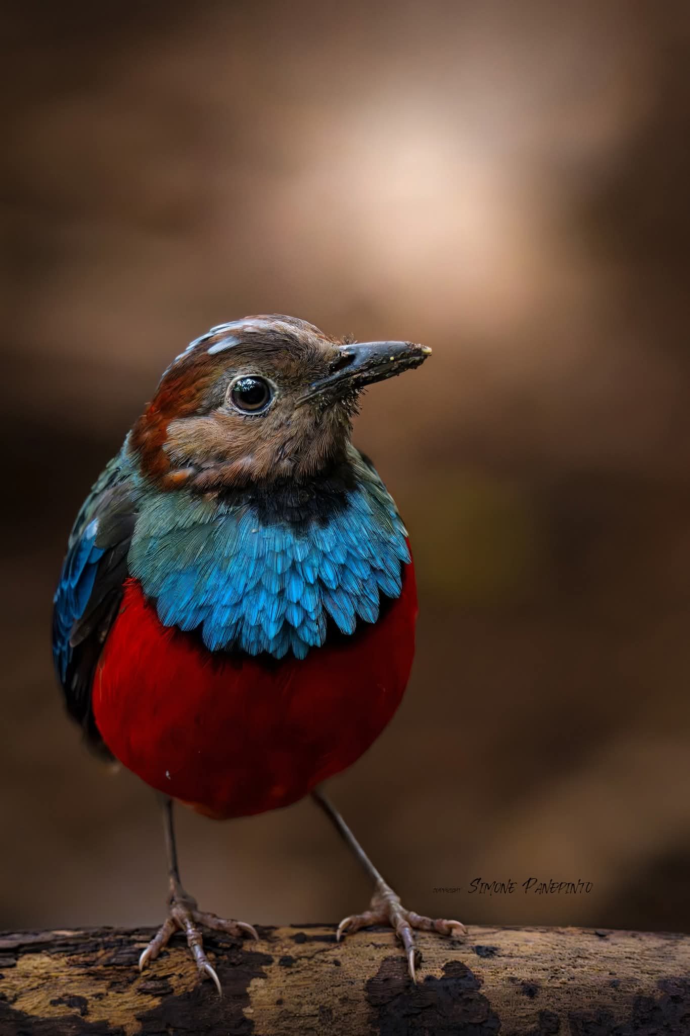 Sulawesi pitta