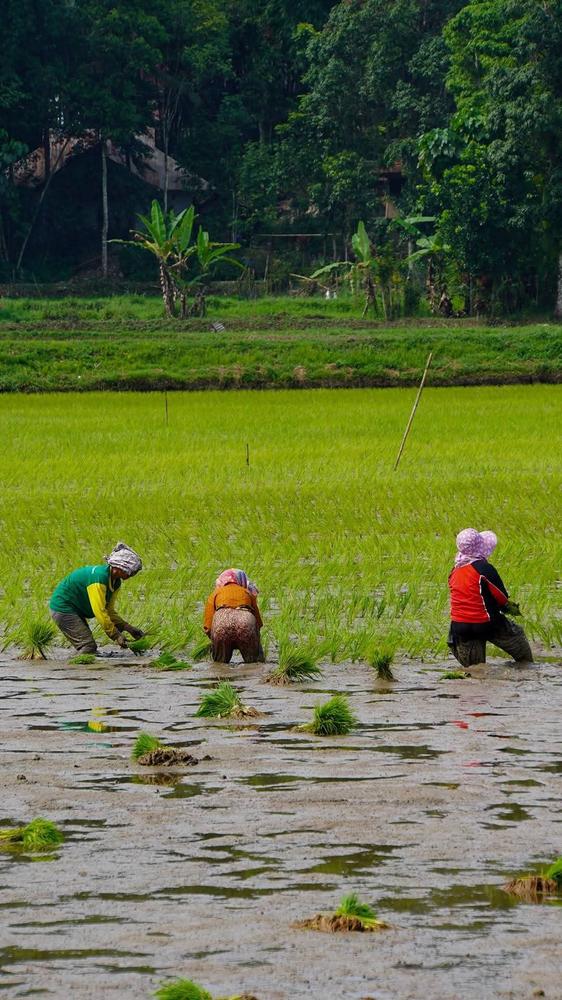 Farmers in the rice fields of Toraja