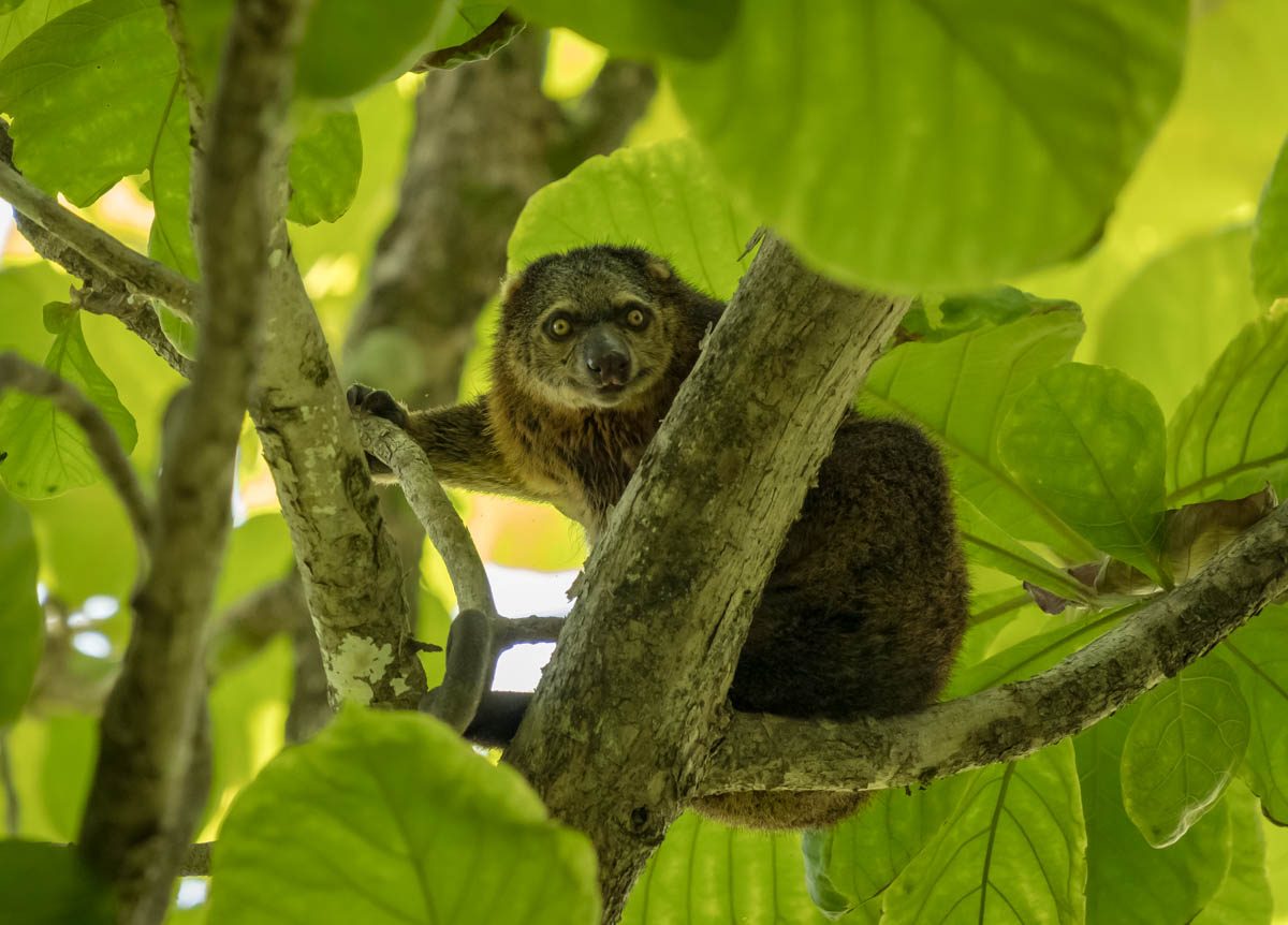 Bear cuscus resting in a tree, Tangkoko