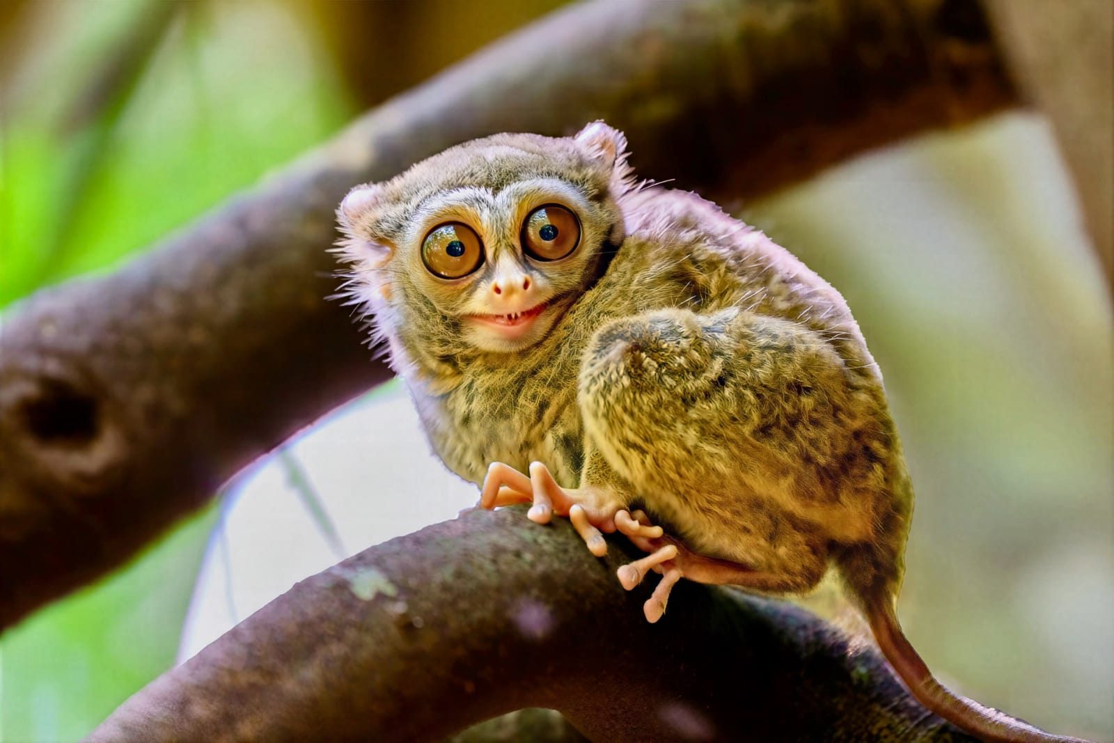 Spectral tarsier with huge eyes on a branch, Tangkoko